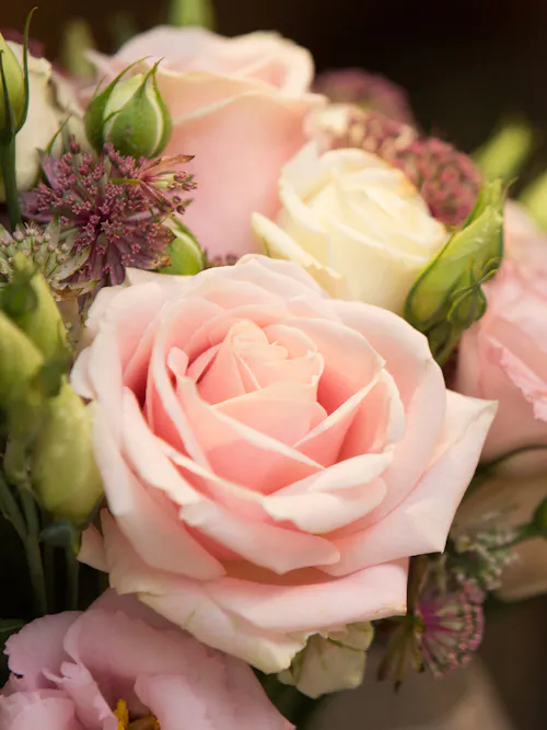 Close-up of a blush pink rose surrounded by white roses, lisianthus, and textured garden flowers