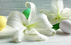 A pair of trimmed white lilies, photographed with a trio of colorful easter eggs