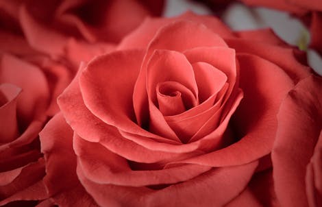 Close-up photograph of a rose representing desire