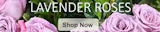 Lavender Roses Columbus Oh Florists Griffins Floral