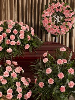 Pink Carnation  Tribute Series