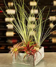 Airplant Garden