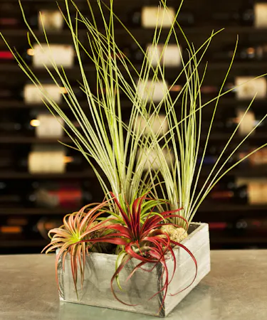 Airplant Garden