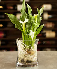 Explicitly Calla