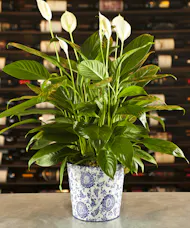 Paisley Peace Lily