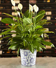 Paisley Peace Lily