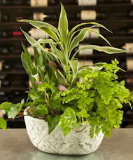 Serenity Calla Garden