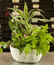 Serenity Calla Garden