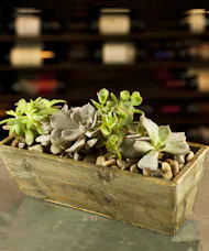 Succulent Garden
