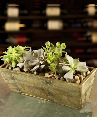 Succulent Garden