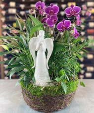 Phalaenopsis With Angel Garden - 2 Hour Express Pickup