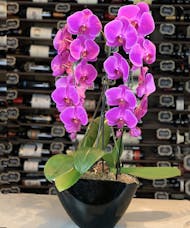 Grand Galore Purple Orchid - 2 Hour Express Pickup