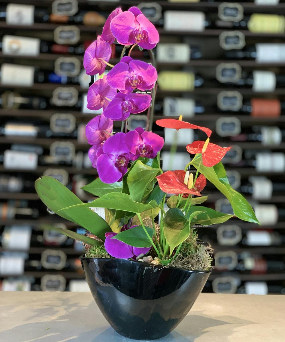 Griffins Orchid Anthirium Combo Planter Columbus OH Flowers