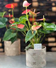 Anthurium Plant