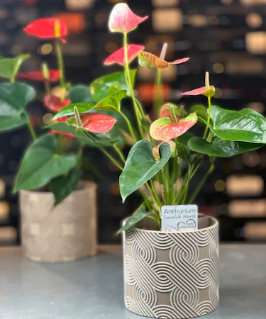 Assorted red anthurium plants with glossy green leaves in a modern white ceramic planter from Griffin’s Floral Design in Columbus, OH
