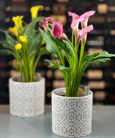Assorted blooming calla lily plants in vivid colors arranged in a decorative ceramic planter from Griffin’s Floral Design in Columbus, OH