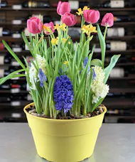 Blooming Bulb Garden