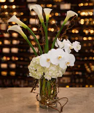 Calla La Orchid