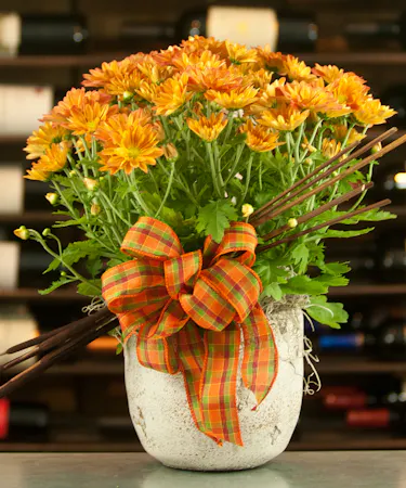Cats And Mums Chrysanthemum Plants Columbus Ohio Florists Newark Oh