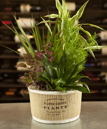 Ceramic Dishgarden Medium Planter Garden  Columbus Ohio Florists Newark Oh Plants Griffins