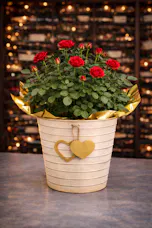 Love Grows Rose Plant