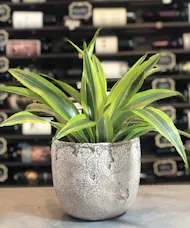 Dracena Lemon Lime Plant