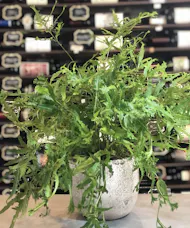 Fern Plant