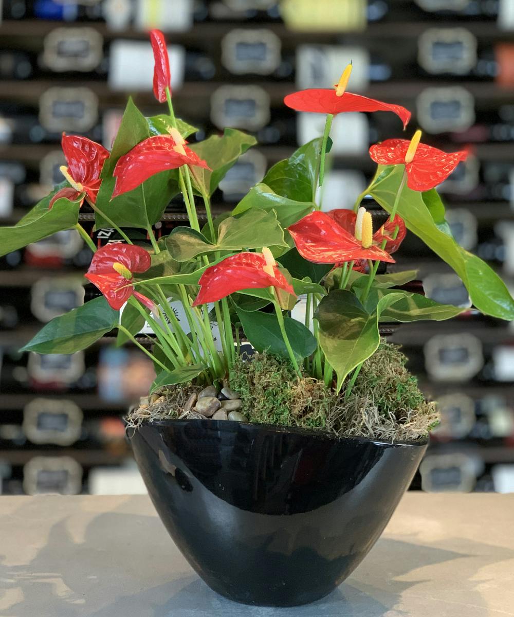 Griffins Double Anthurium Combo Planter Columbus tropical plants