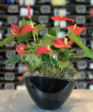Double Anthurium Combo Planter