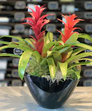 Double Bromeliad Combo Planter