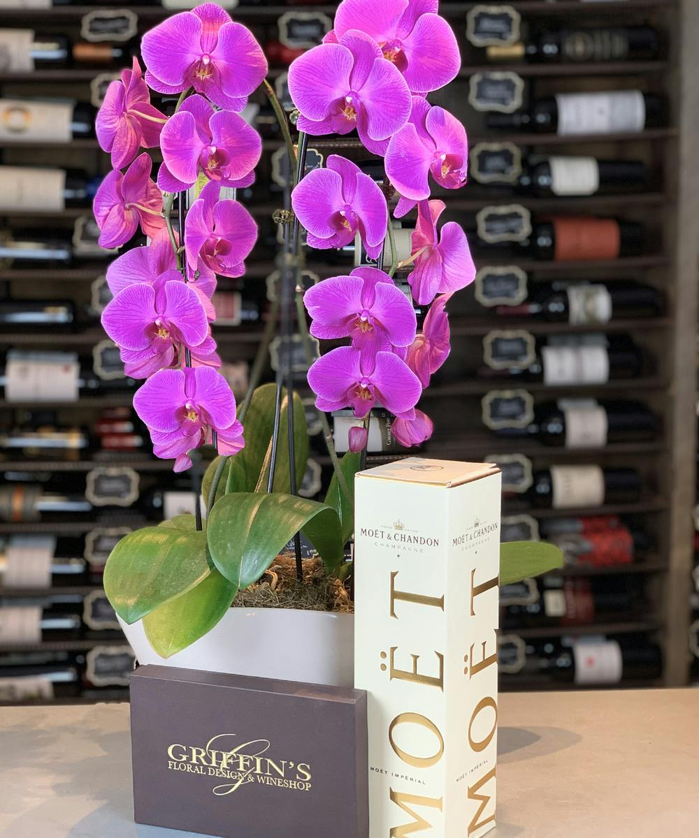 Grand Galor Orchid Combo Pot Phalaenopsis Orchids Columbus Ohio