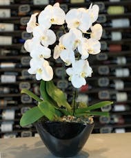 Grand Galore White Orchid