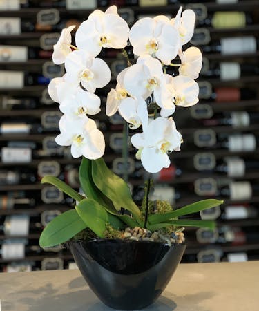 Grand Galore White Orchid