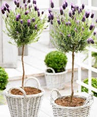 Lavender Topiary Plant