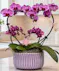 Pink double heart Phalaenopsis orchid planter delivered in Columbus, Ohio Griffins