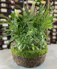 Moss Dish Garden Planter