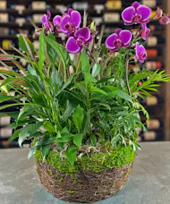 Phalaenopsis Moss Garden
