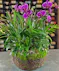 Phalaenopsis Planter Whitewash Garden Dishgardens Columbus Ohio Florists Newark Oh Plants Griffins