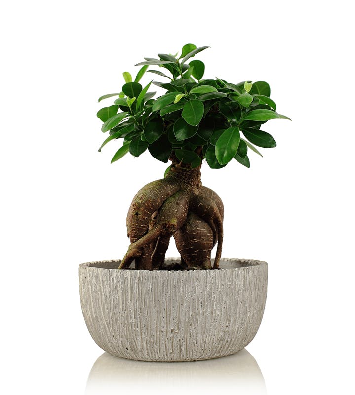 Noah Bonsai Columbus Ohio Bonsai Florists Columbus