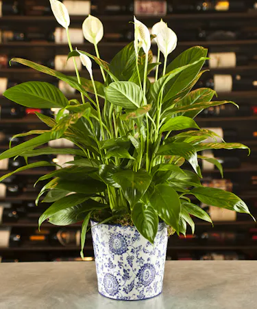 Paisley Peace Lily Columbus Oh Florists Newark Ohio Flowers