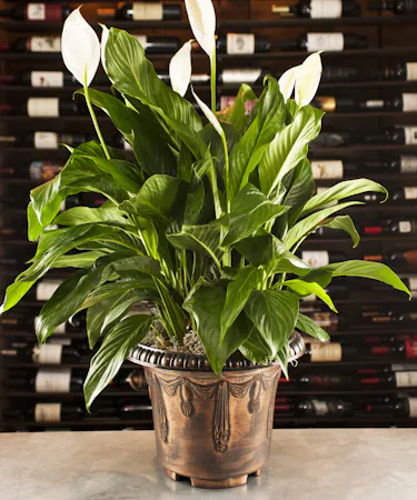 Peace Lily - Spathiphyllum Plant Peace Lily Columbus Ohio Griffins Floral Design