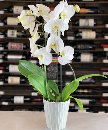 Griffins White Phalaenopsis Orchid Plant Orchids In Columbus Ohio