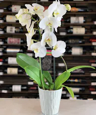 White Phalaenopsis Orchid Plant