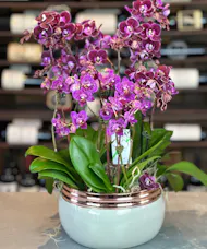 Precious Purple Orchid Garden