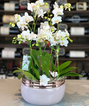 Precious White Miniature Orchid Gardens Columbus Ohio Florists Griffins
