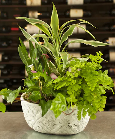 Serenity Calla Garden blooming Calla Planter Dishgardens Columbus Ohio Florists Newark 