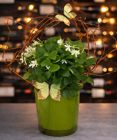 Shamrock Plant st patricks day Columbus flowers