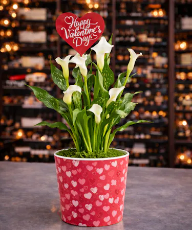White calla lily Valentine plant in heart container delivered in Columbus, Ohio.