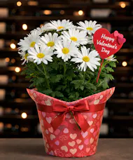 Sweetheart Daisy Planter