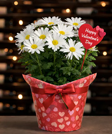 White daisy Valentine plant in heart container delivered in Columbus, Ohio.
